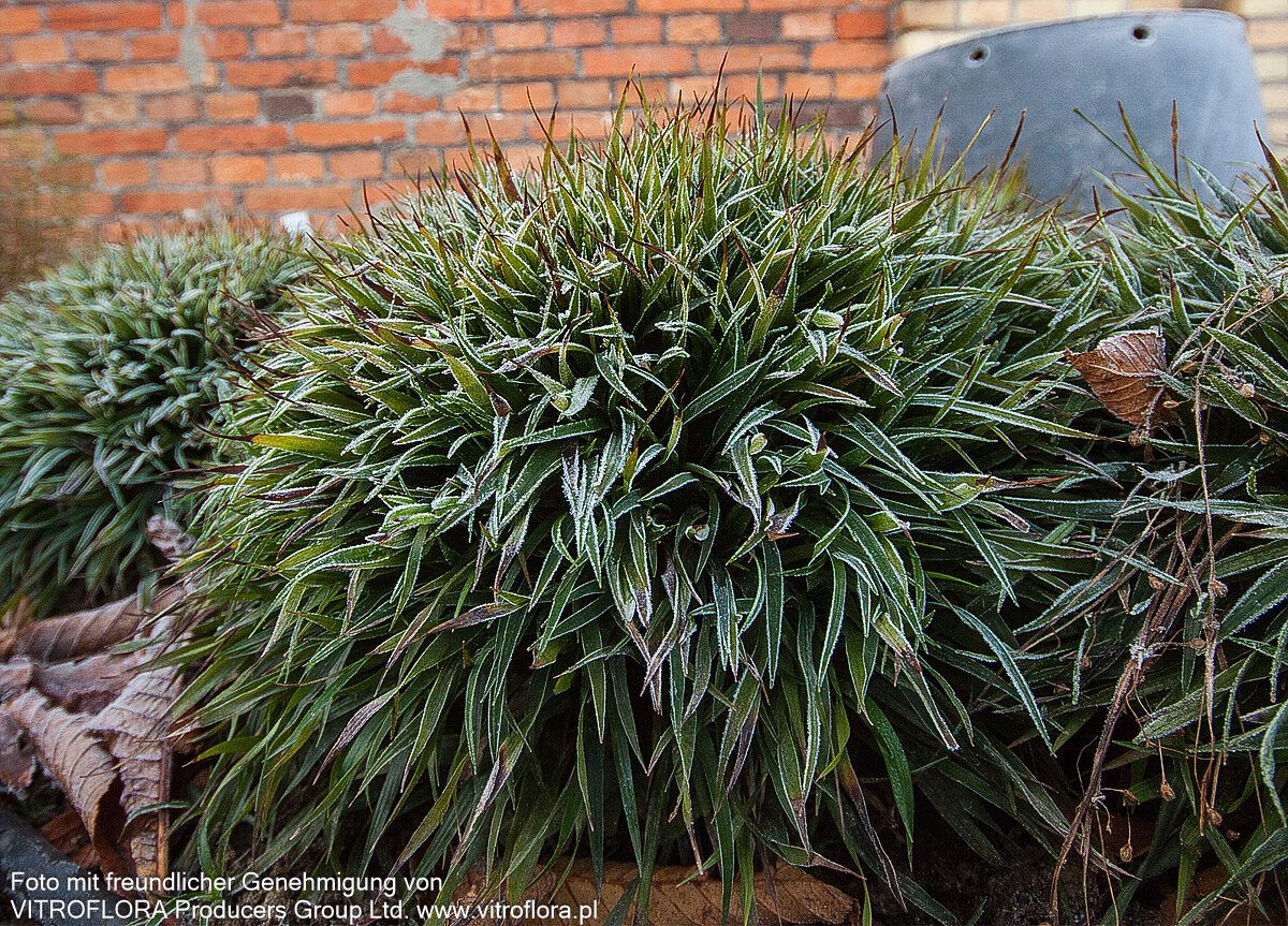 Zwerg-Haar-Marbel 'Igel' (Luzula pilosa)