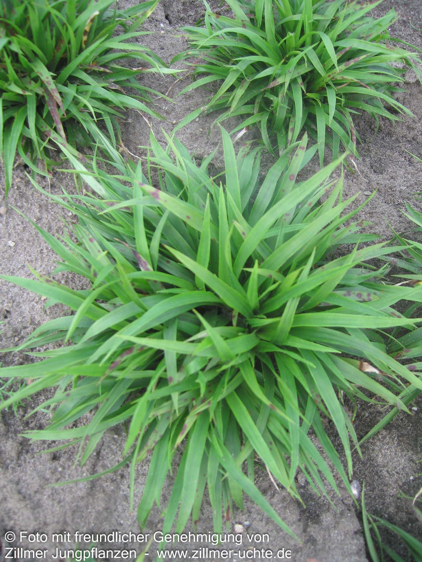 Zwerg-Haar-Marbel 'Igel' (Luzula pilosa)
