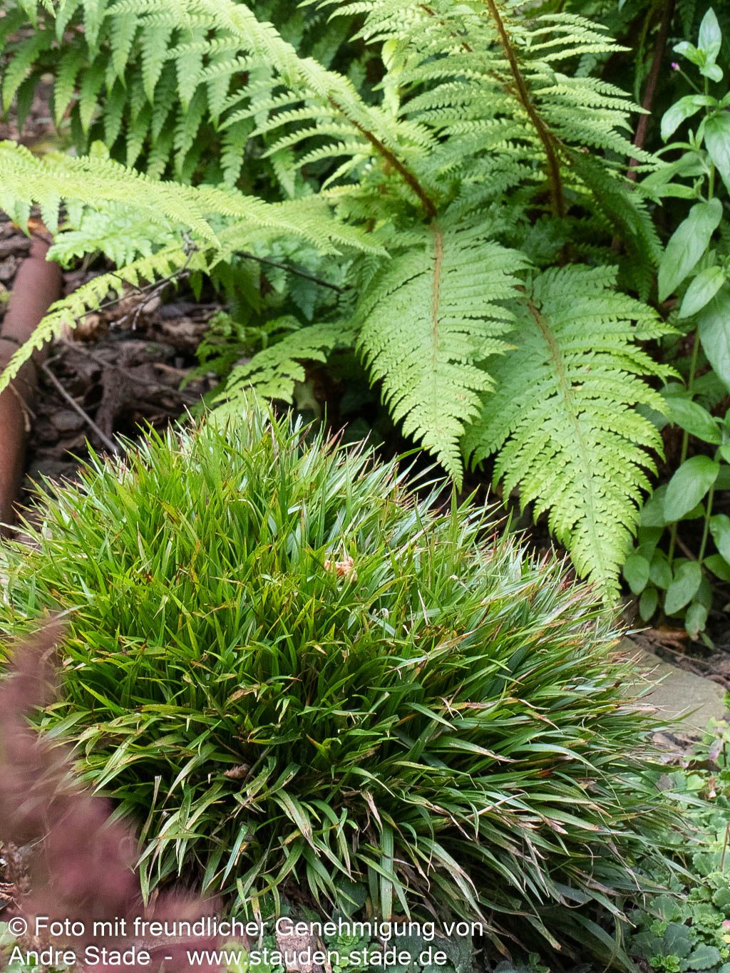 Zwerg-Haar-Marbel 'Igel' (Luzula pilosa)