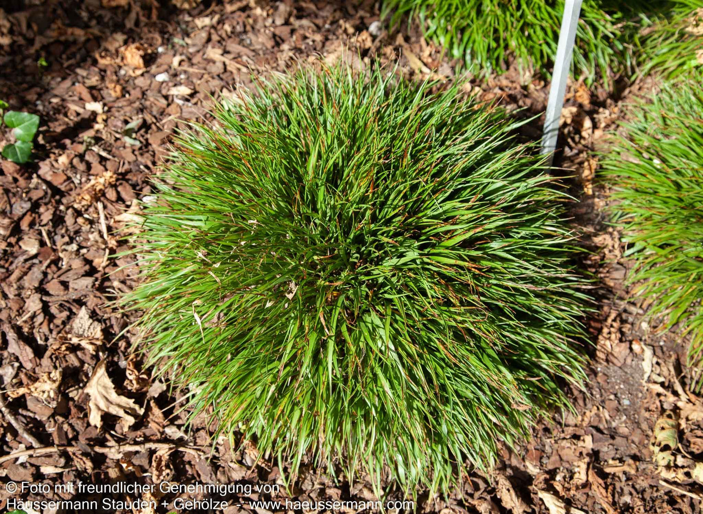 Zwerg-Haar-Marbel 'Igel' (Luzula pilosa)