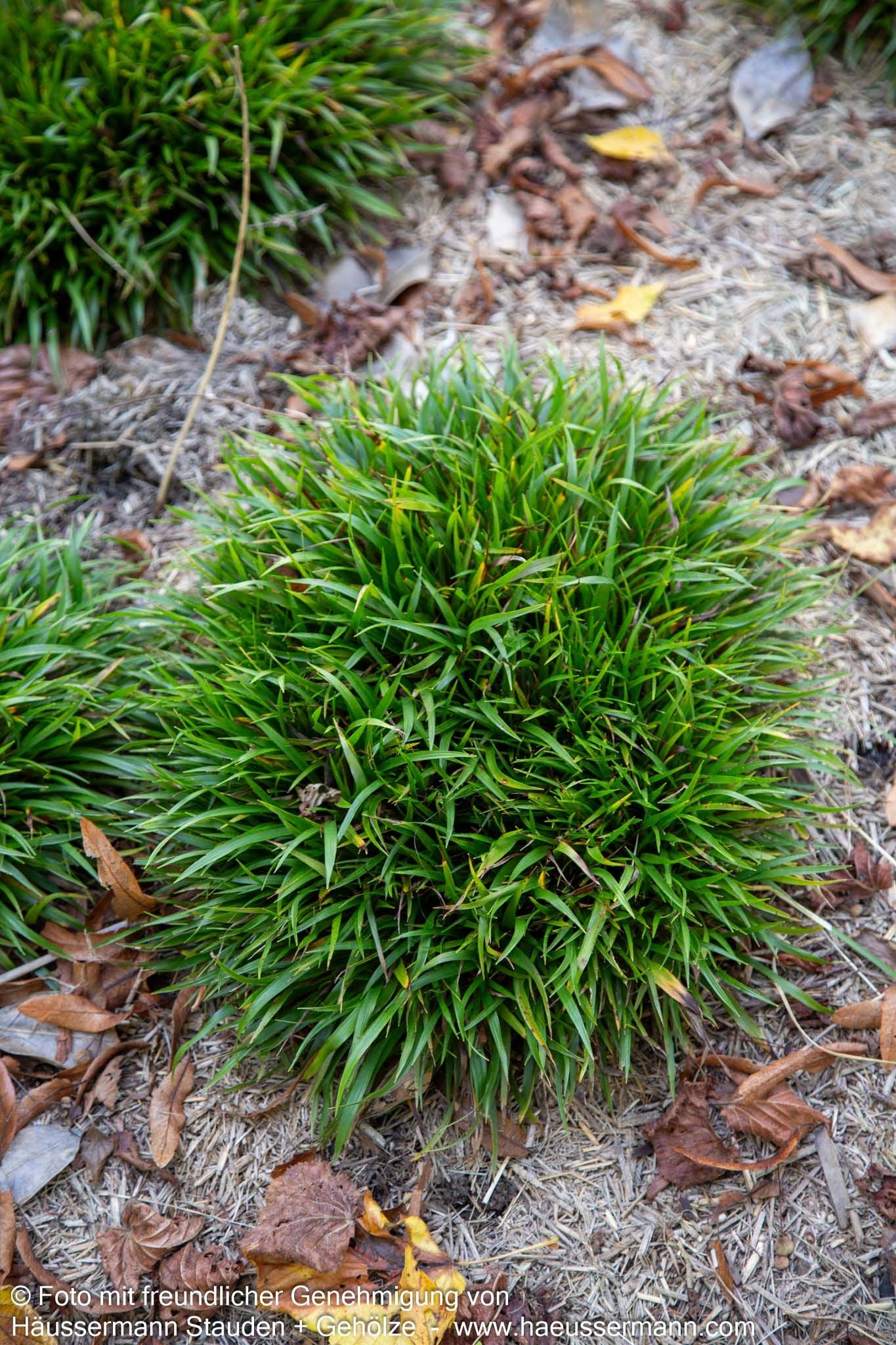 Zwerg-Haar-Marbel 'Igel' (Luzula pilosa)