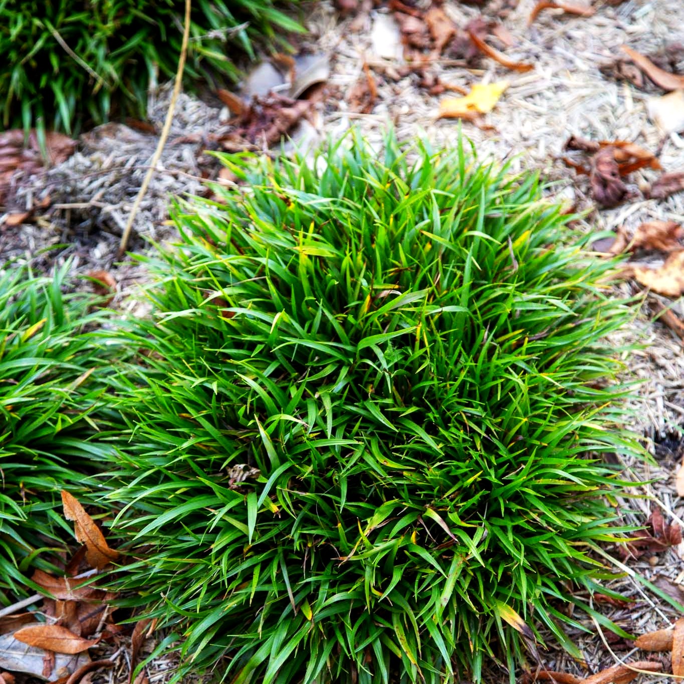 Zwerg-Haar-Marbel 'Igel' (Luzula pilosa)