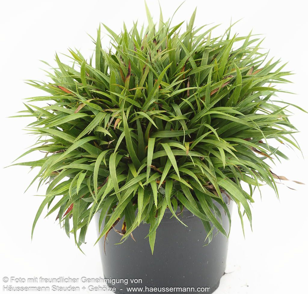 Zwerg-Haar-Marbel 'Igel' (Luzula pilosa)