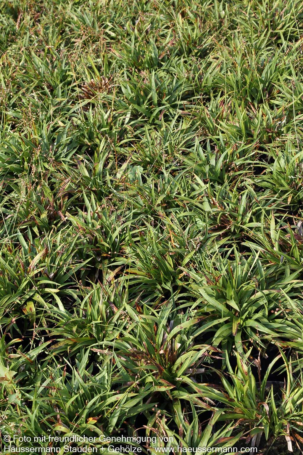 Zwerg-Haar-Marbel 'Igel' (Luzula pilosa)
