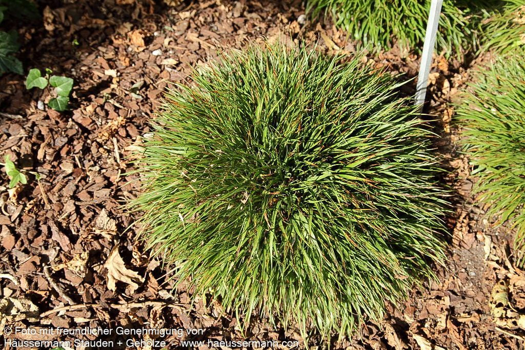 Zwerg-Haar-Marbel 'Igel' (Luzula pilosa)