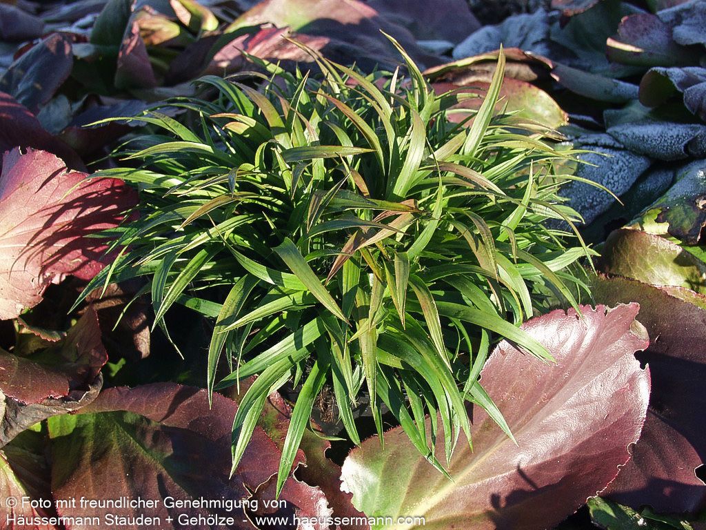 Zwerg-Haar-Marbel 'Igel' (Luzula pilosa)