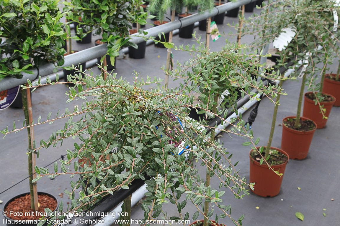 Zwerg-Hänge-Weide 'Iona' (Salix repens)