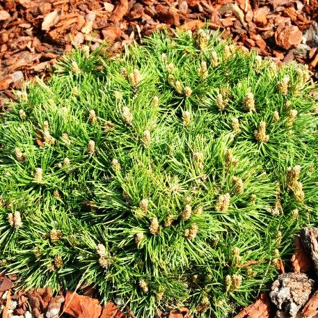 Zwerg-Haken-Kiefer 'Grüne Welle' (Pinus uncinata)