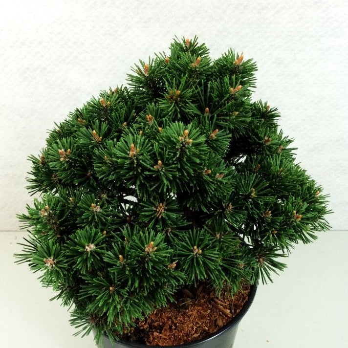 Zwerg-Haken-Kiefer 'Kladska' (Pinus uncinata)