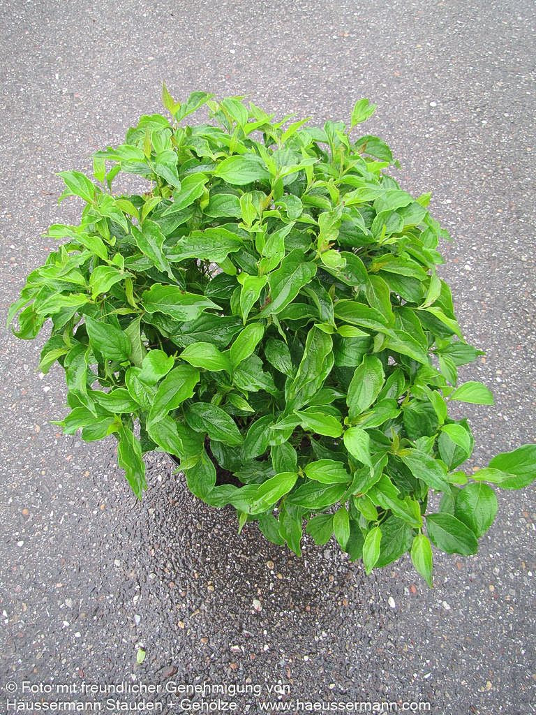 Zwerg-Hartriegel 'Kelsey' (Cornus stolonifera)