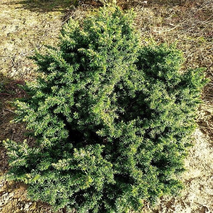 Zwerg-Hemlocktanne 'Greenwood Lake' (Tsuga canadensis)