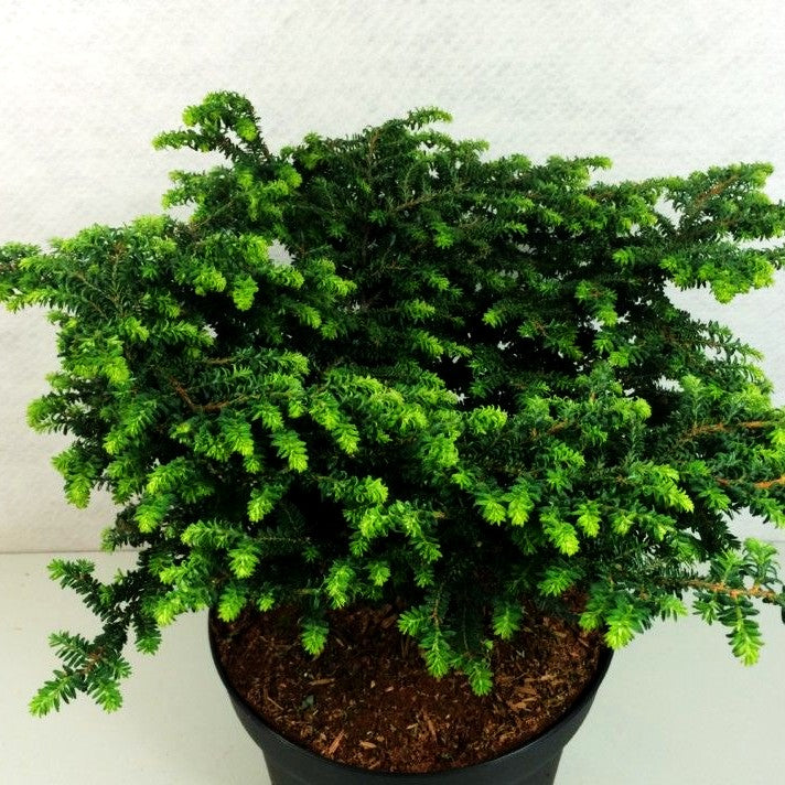Zwerg-Hemlocktanne 'Verkade Recurved' (Tsuga canadensis)