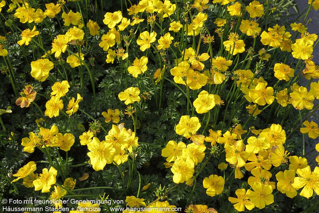 Zwerg-Himalaya-Trollblume (Trollius pumilus)