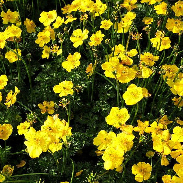 Zwerg-Himalaya-Trollblume (Trollius pumilus)