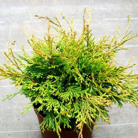 Zwerg-Hinoki-Scheinzypresse 'Pygmaea' (Chamaecyparis obtusa)