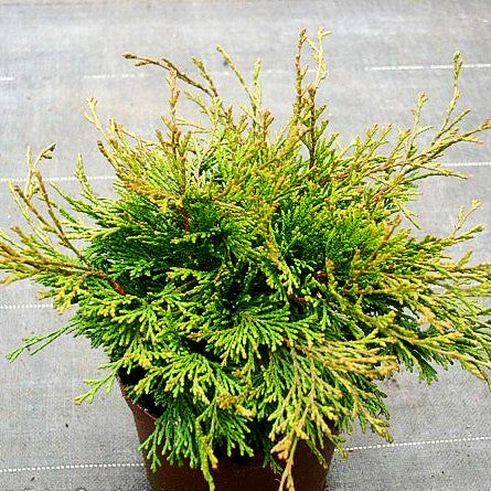 Zwerg-Hinoki-Scheinzypresse 'Pygmaea' (Chamaecyparis obtusa)
