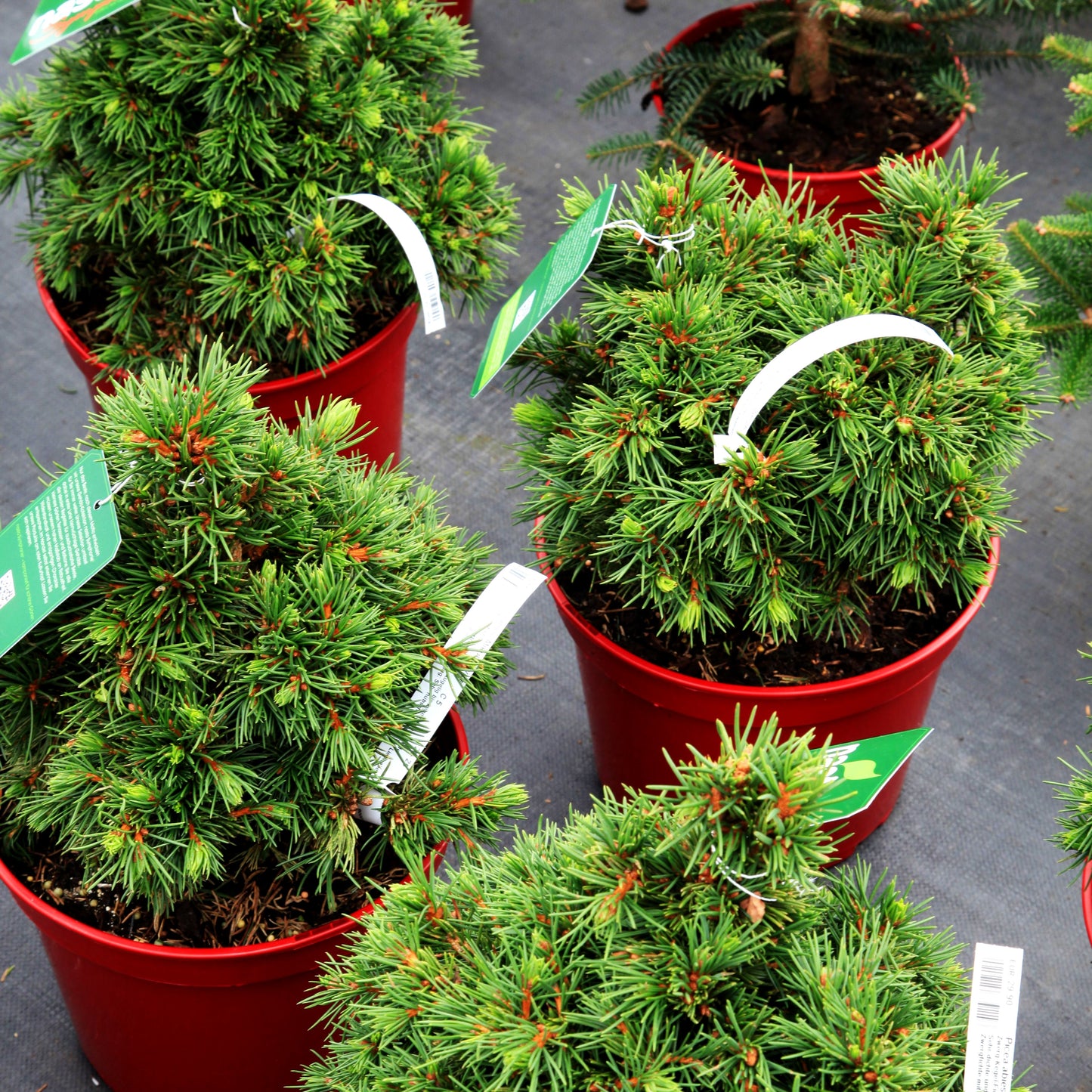 Zwerg-Kegel-Fichte 'Mikulasovice' (Picea abies)