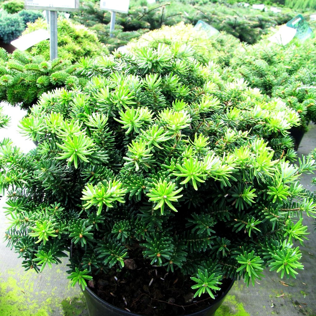 Zwerg-Korea-Tanne 'Brillant' (Abies koreana)