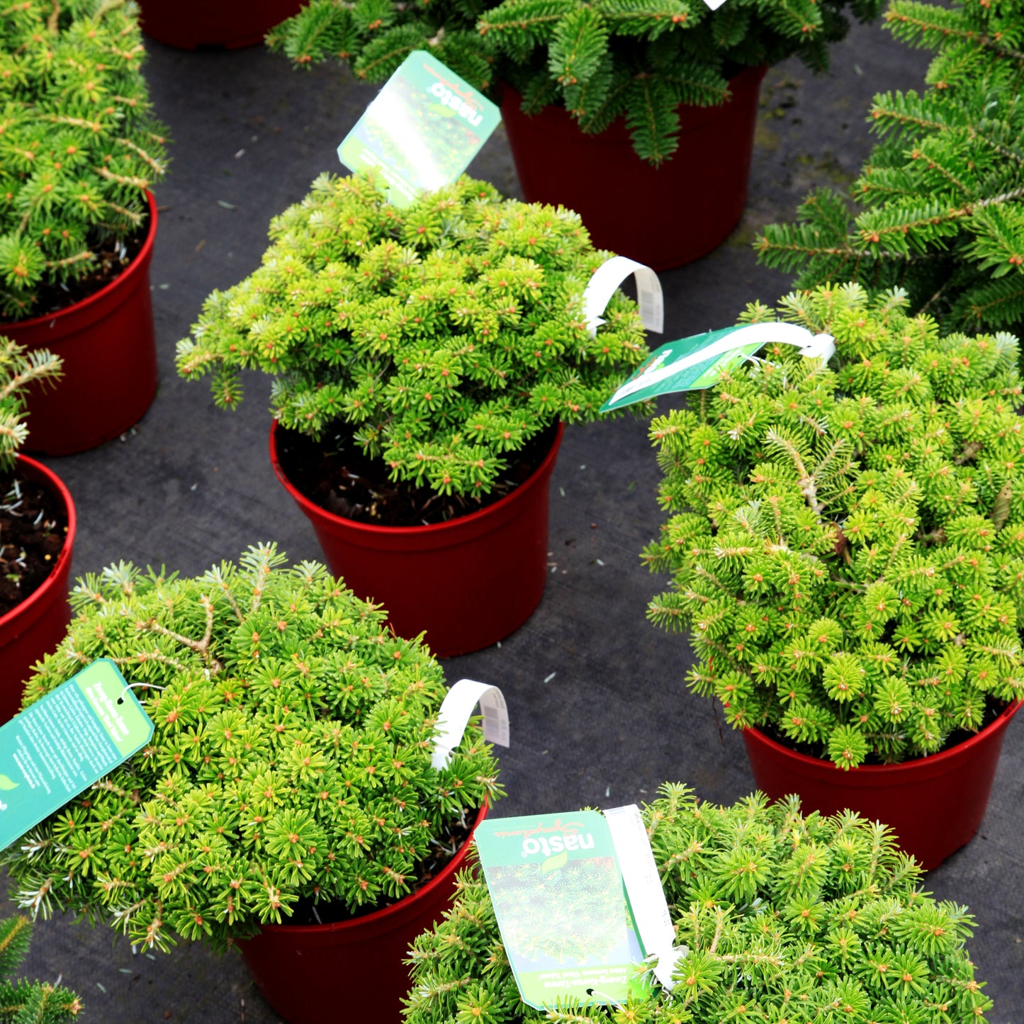 Zwerg-Korea-Tanne 'Doni Tajuso' (Abies koreana)