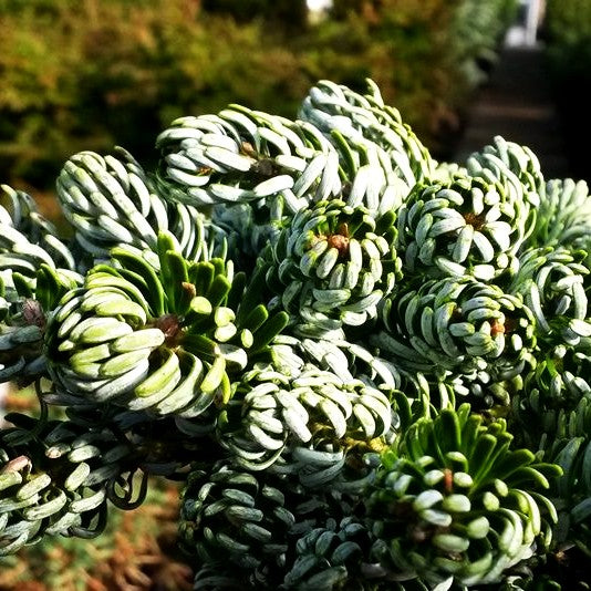 Zwerg-Korea-Tanne 'Kohout's Icebreaker' (Abies koreana)