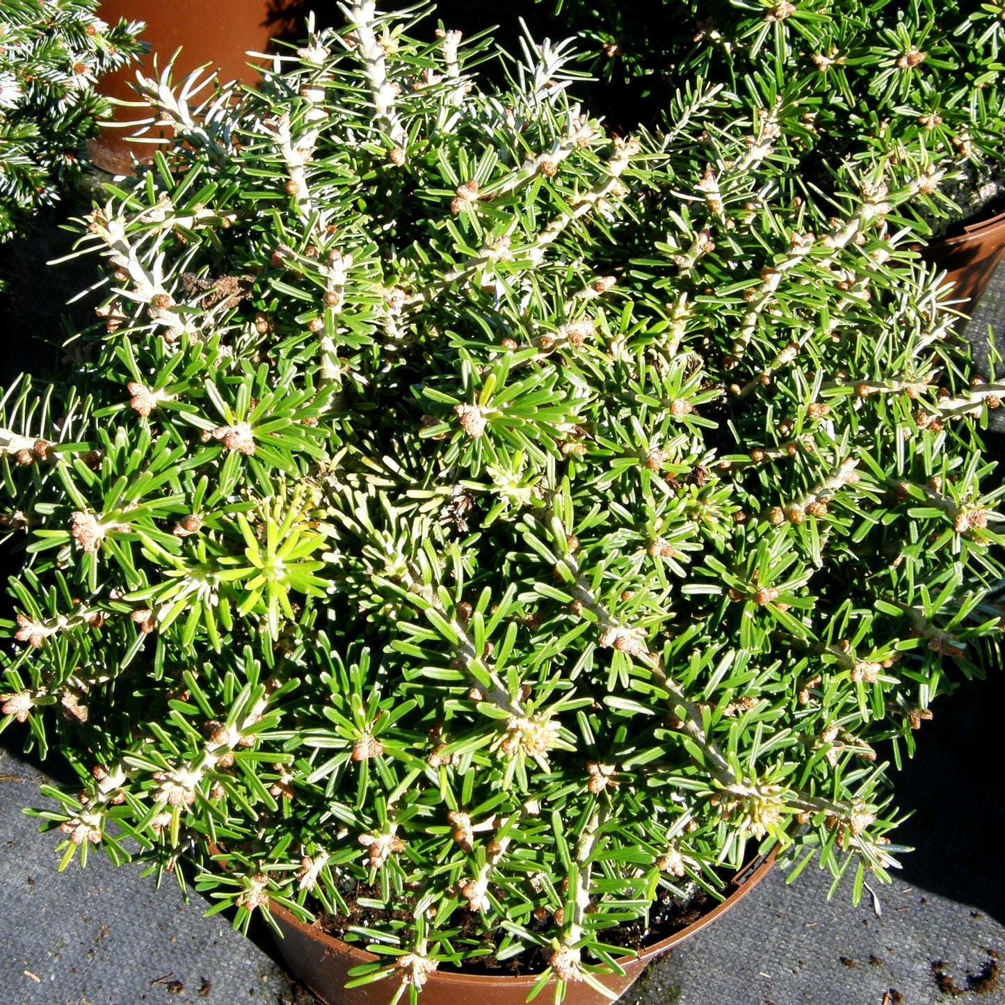 Zwerg-Korea-Tanne 'Kristallkugel' (Abies koreana)