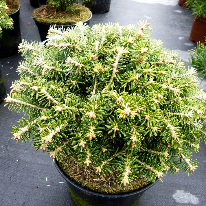 Zwerg-Korea-Tanne 'Nadelkissen' (Abies koreana)