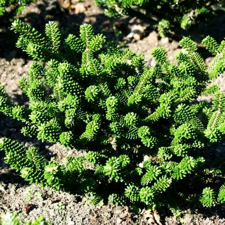 Zwerg-Korea-Tanne 'Oberon' (Abies koreana)