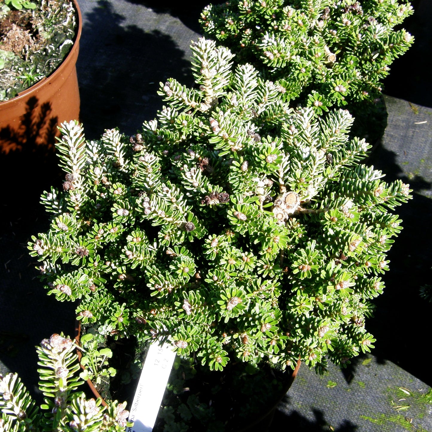 Zwerg-Korea-Tanne 'Silberperl' (Abies koreana)