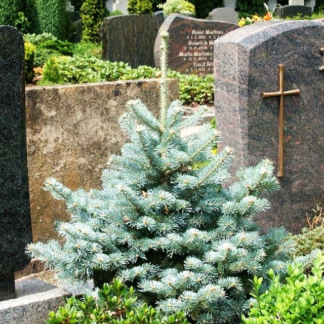 Zwerg-Kork-Tanne 'Compacta' (Abies lasiocarpa)