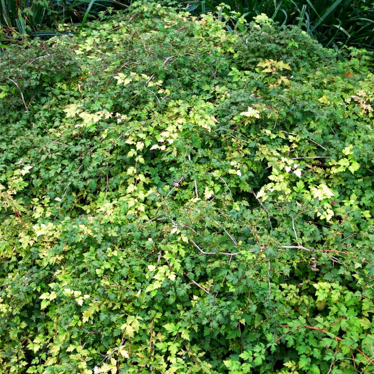 Zwerg-Kranzspiere 'Crispa' (Stephanandra incisa)