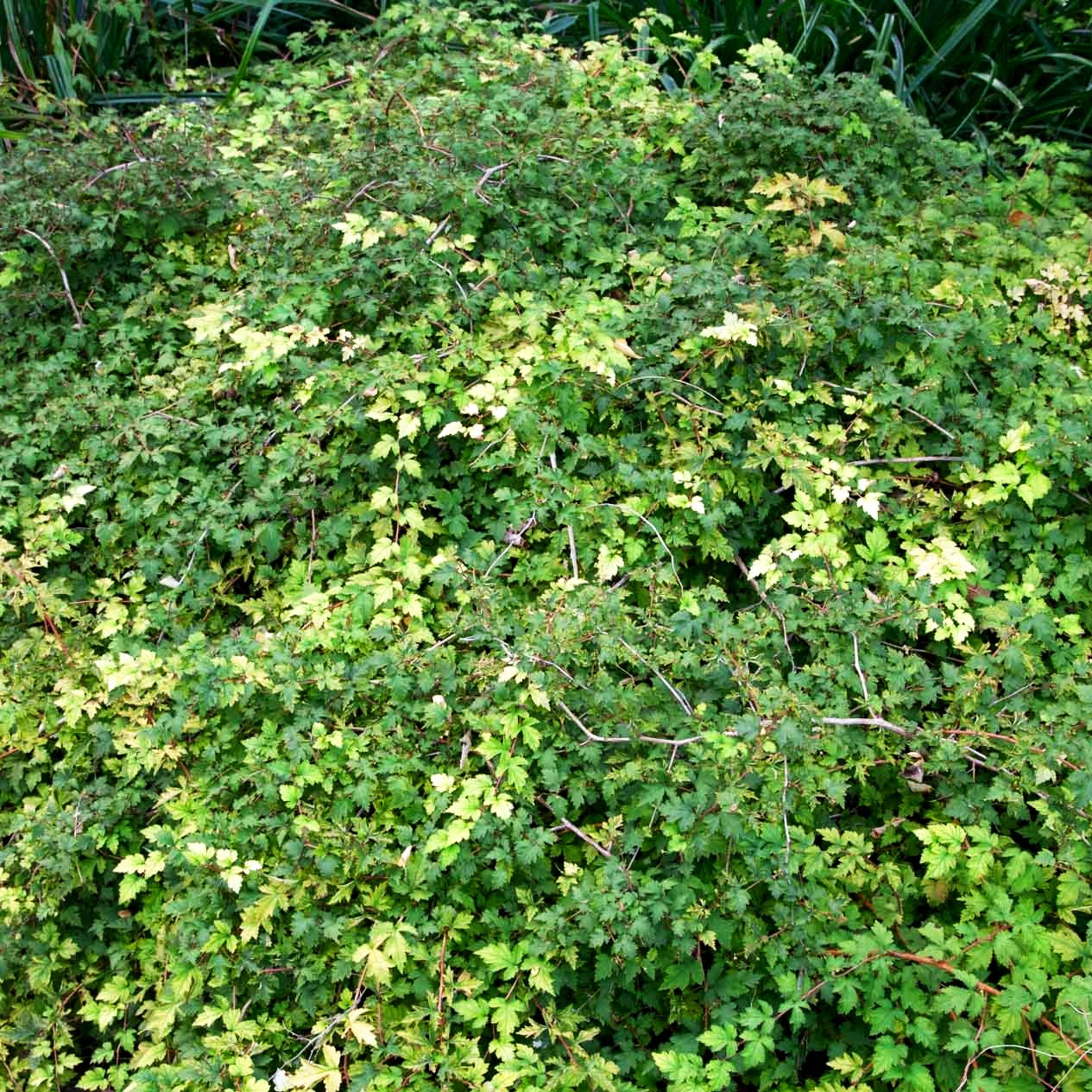 Zwerg-Kranzspiere 'Crispa' (Stephanandra incisa)