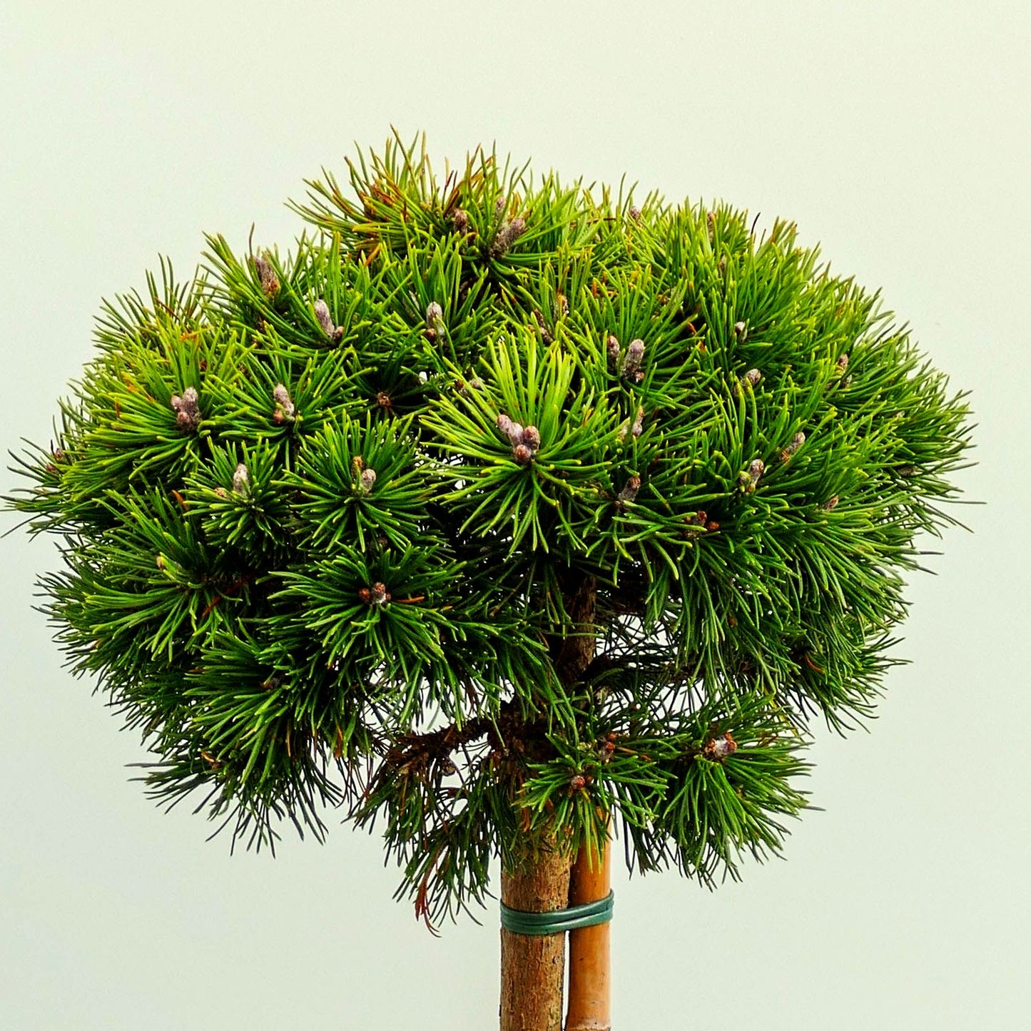 Zwerg-Kugel-Kiefer 'Mops Midget' (Pinus mugo)
