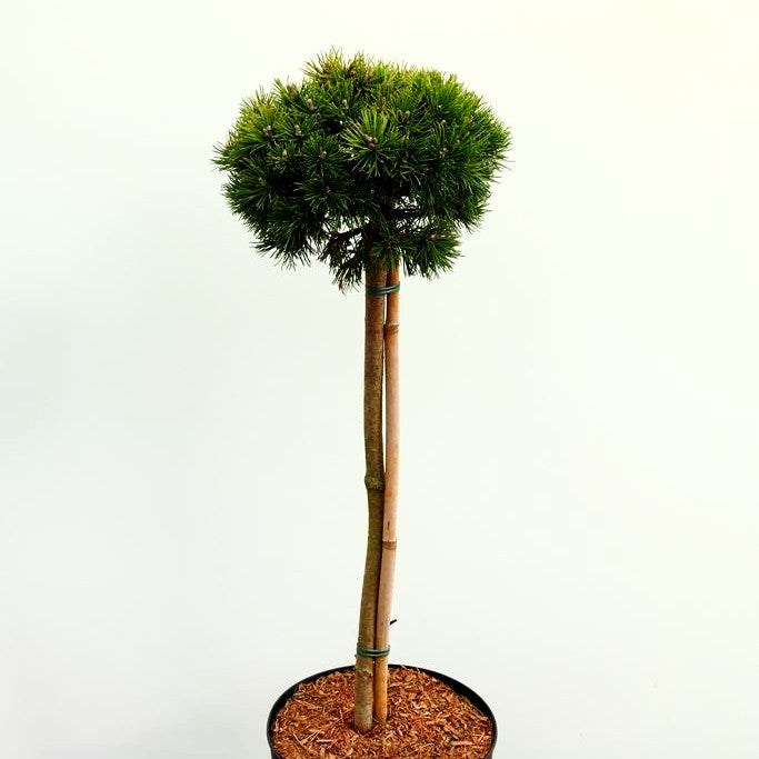 Zwerg-Kugel-Kiefer 'Mops Midget' (Pinus mugo)
