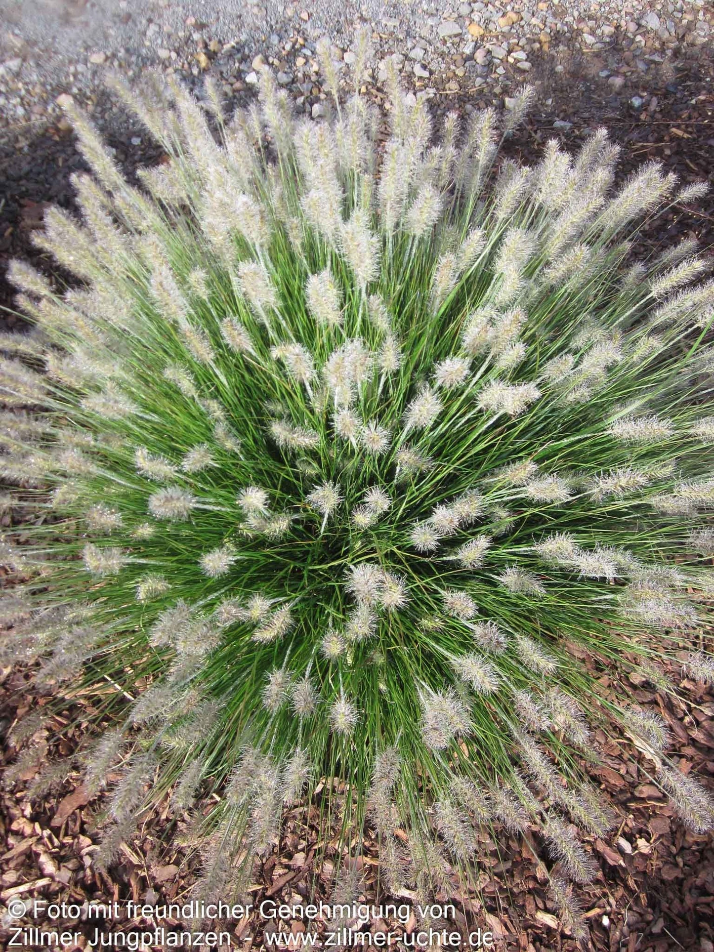 Zwerg-Lampenputzergras 'Little Bunny' (Pennisetum alopecuroides)