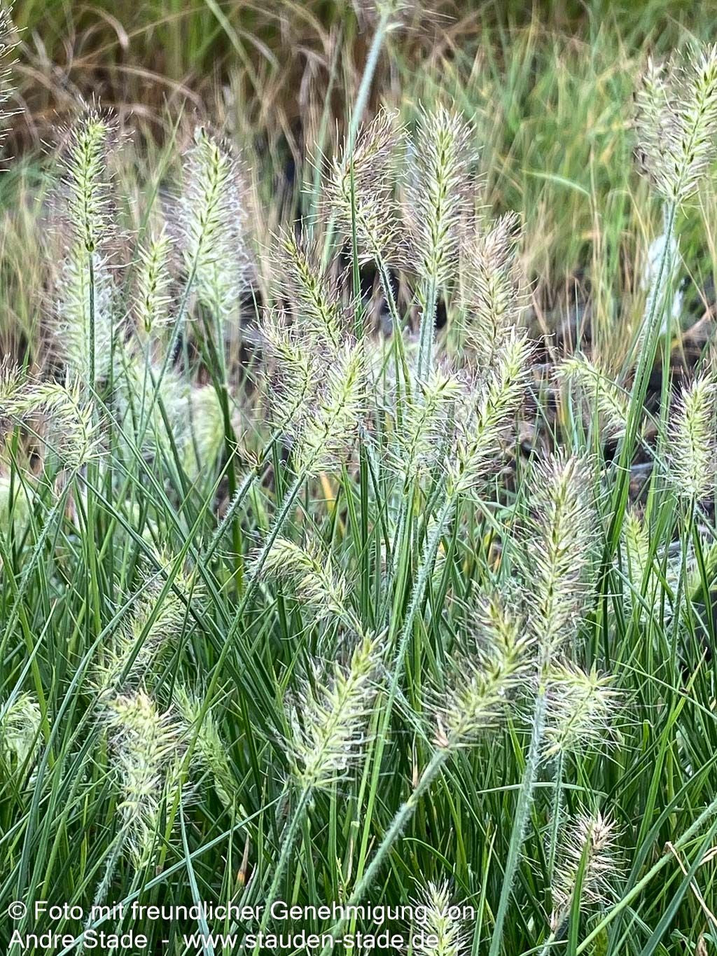 Zwerg-Lampenputzergras 'Little Bunny' (Pennisetum alopecuroides)