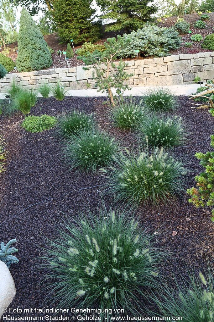 Zwerg-Lampenputzergras 'Little Bunny' (Pennisetum alopecuroides)