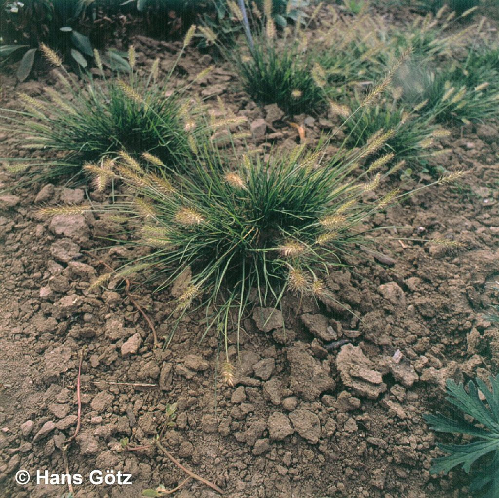 Zwerg-Lampenputzergras 'Little Bunny' (Pennisetum alopecuroides)