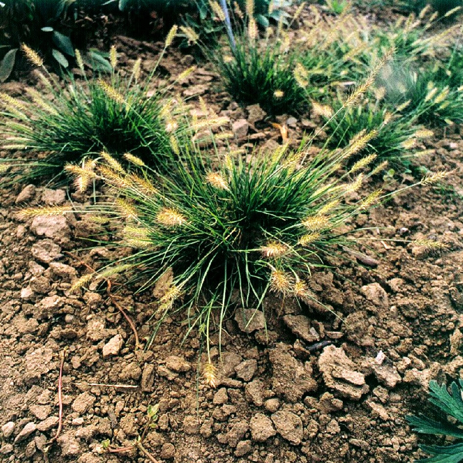 Zwerg-Lampenputzergras 'Little Bunny' (Pennisetum alopecuroides)