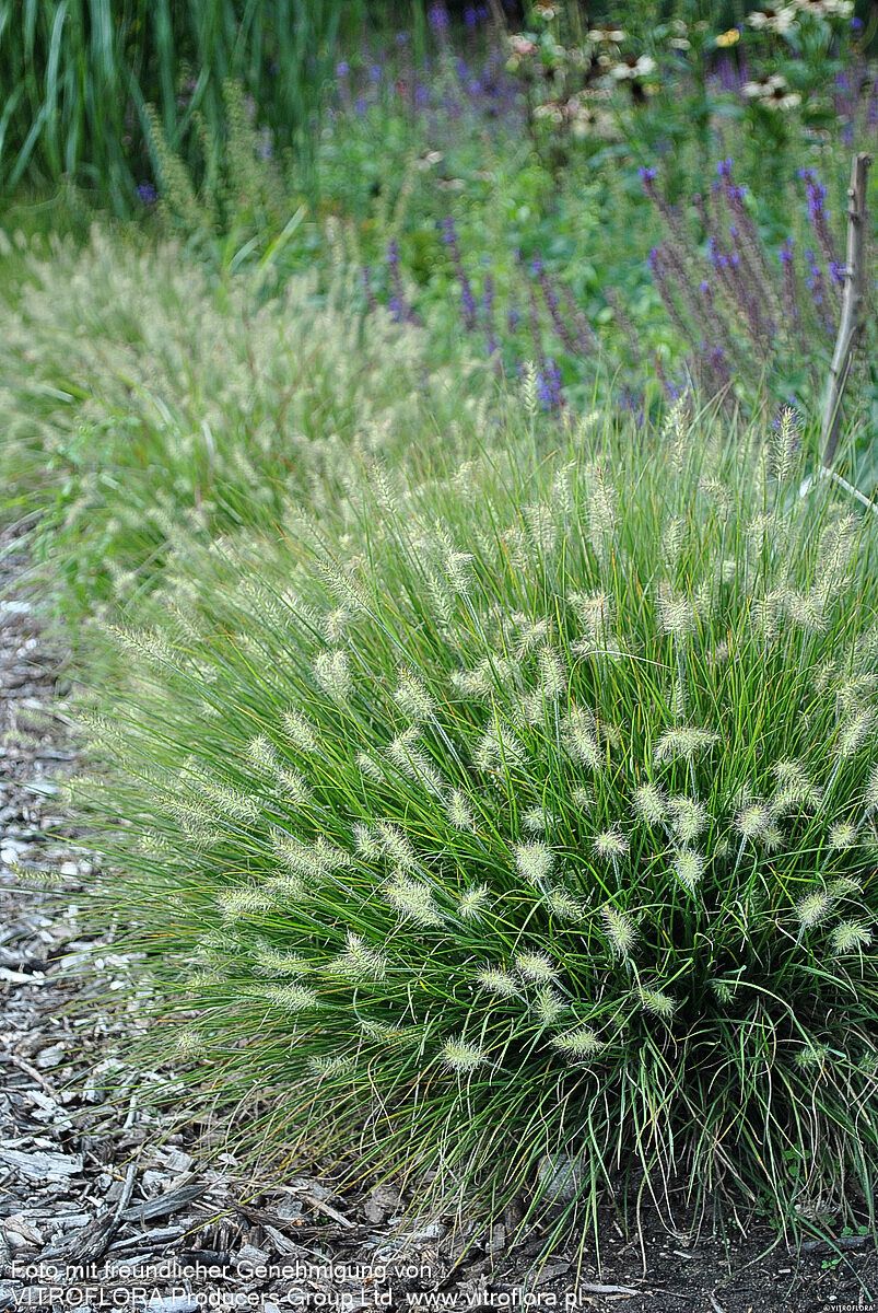 Zwerg-Lampenputzergras 'Little Bunny' (Pennisetum alopecuroides)