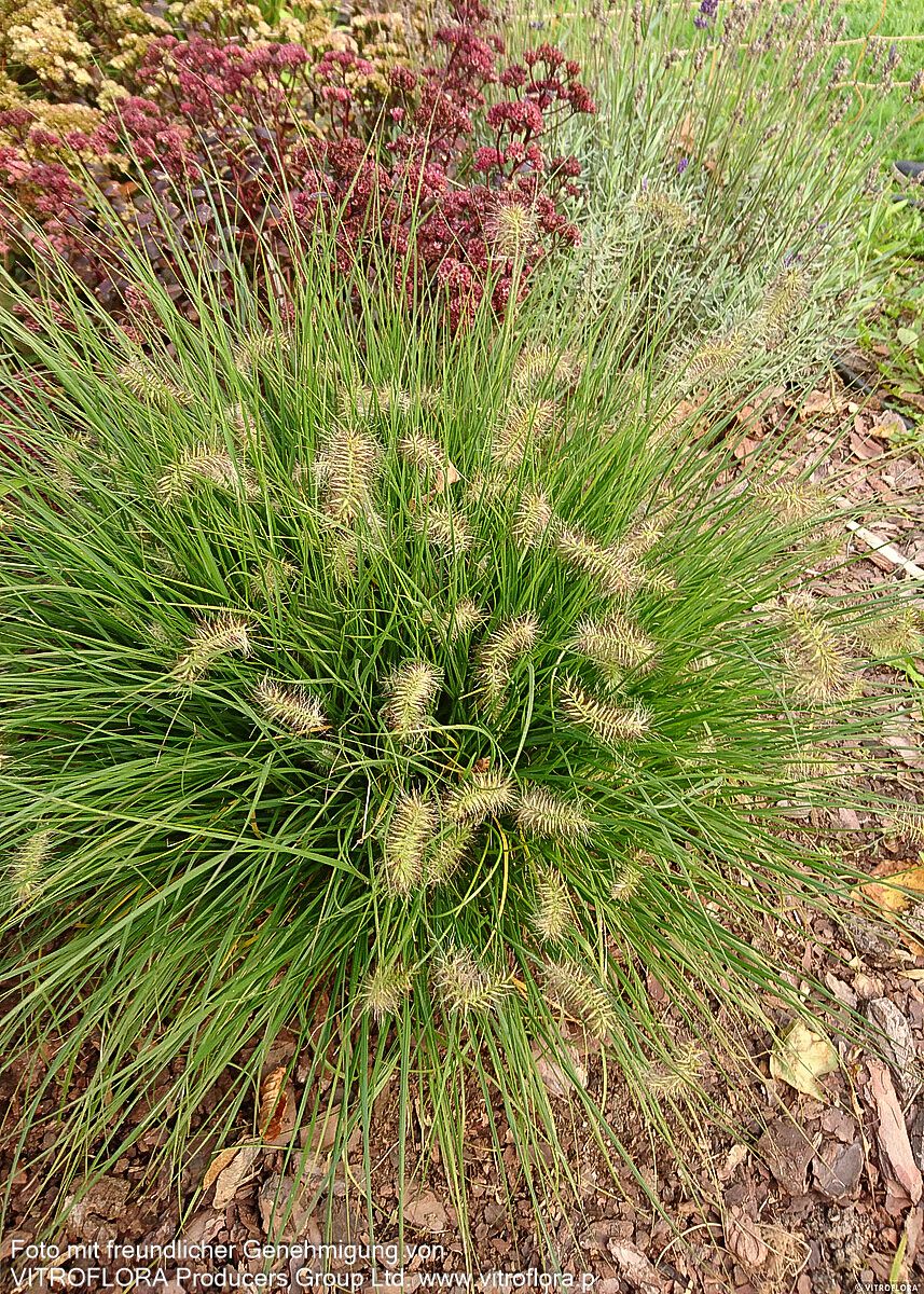Zwerg-Lampenputzergras 'Little Bunny' (Pennisetum alopecuroides)