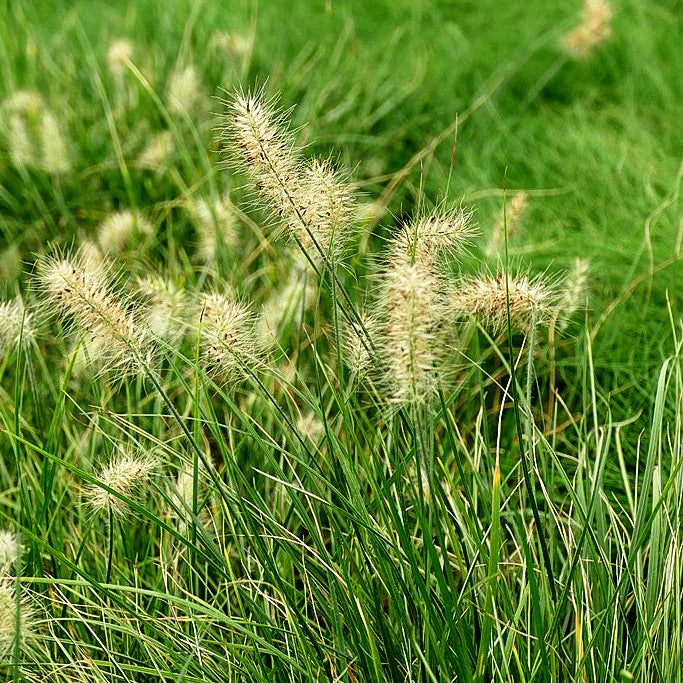 Zwerg-Lampenputzergras 'Little Honey' (Pennisetum alopecuroides)