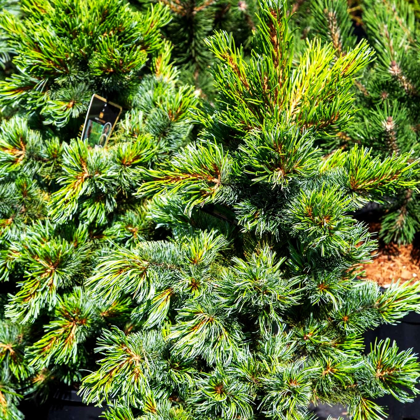 Zwerg-Mädchen-Kiefer 'Ara Kawa' (Pinus parviflora)