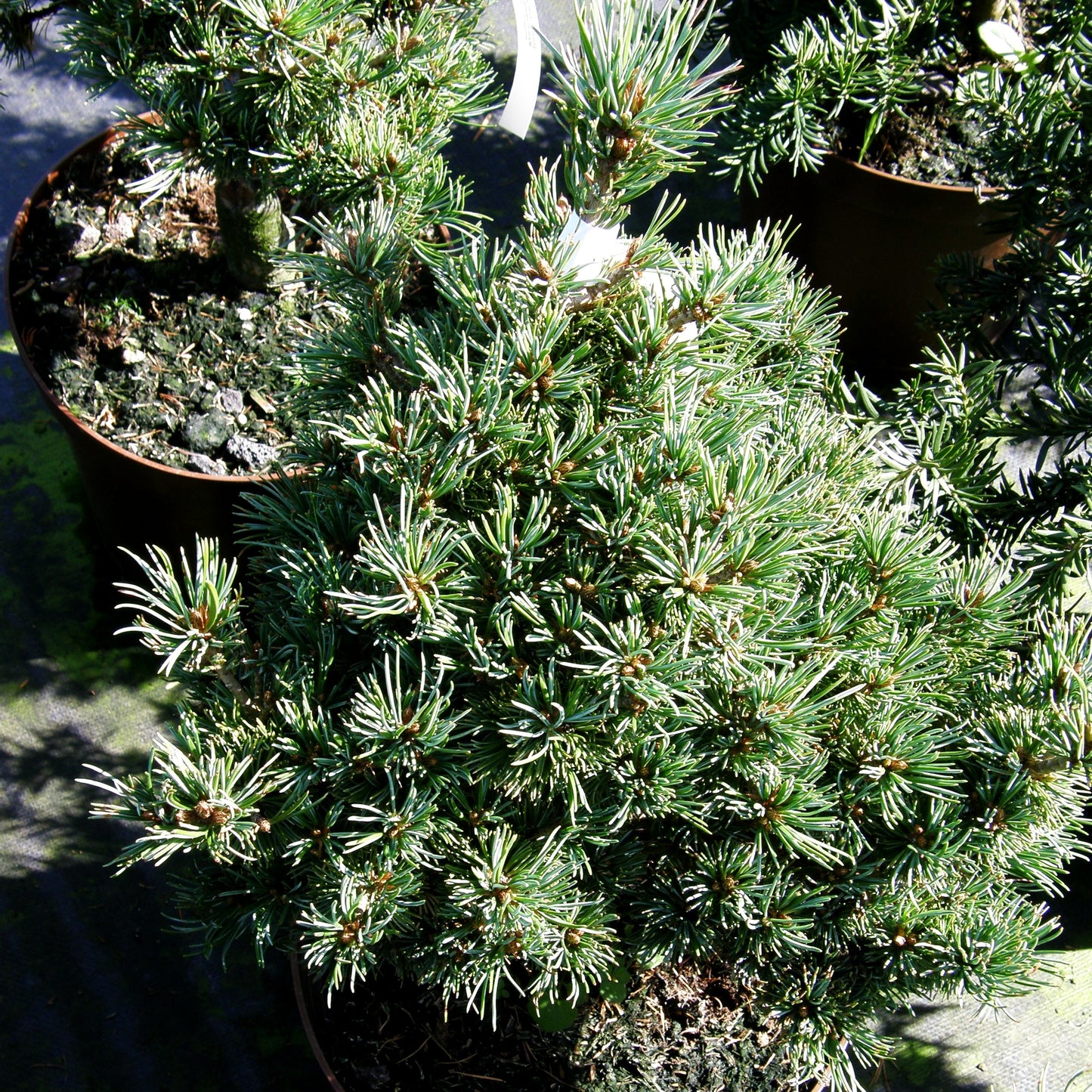 Zwerg-Mädchen-Kiefer 'Hagoromo' (Pinus parviflora)