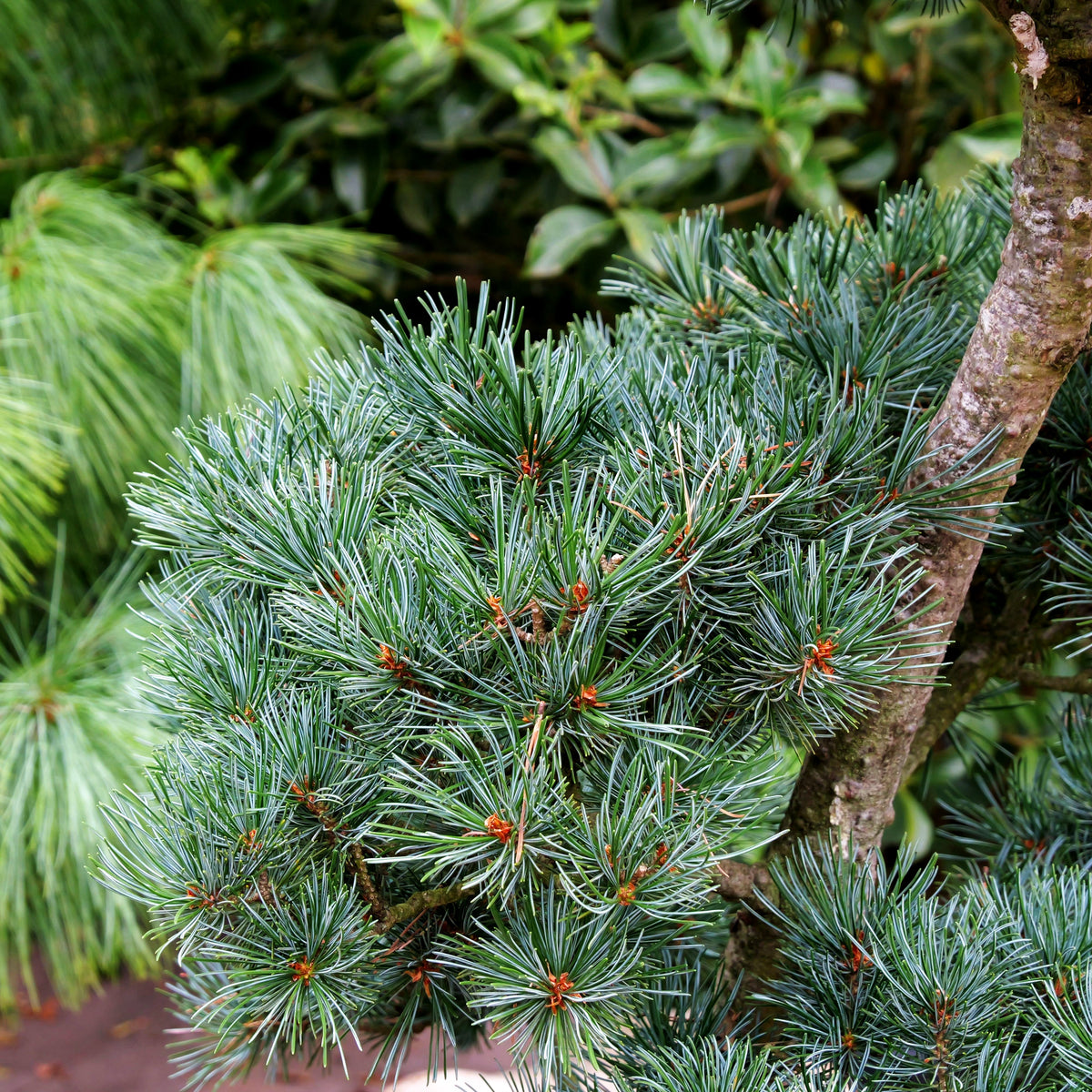 Zwerg-Mädchen-Kiefer 'Saphir' (Pinus parviflora)