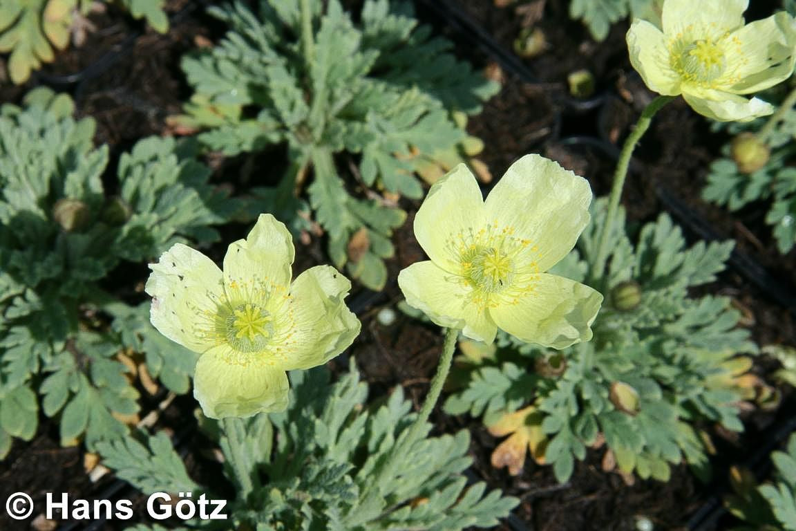 Zwerg-Mohn 'Pacino' (Papaver miyabeanum)