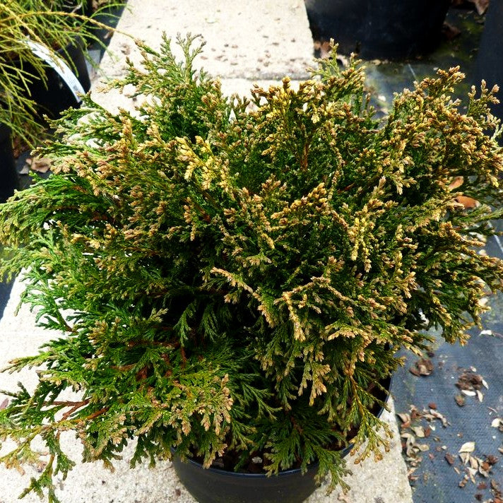 Zwerg-Moos-Scheinzypresse 'Filip's Happy Day' (Chamaecyparis pis.)