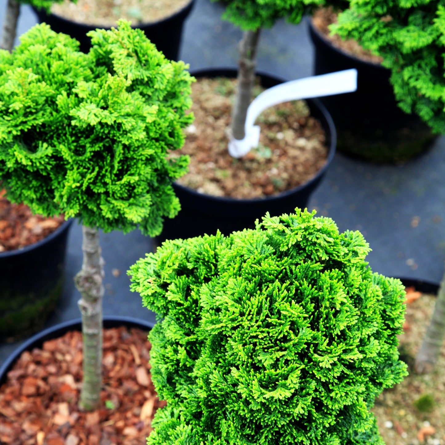 Zwerg-Muschel-Scheinzypresse 'Flabelliformis' (Chamaecyparis obtusa)