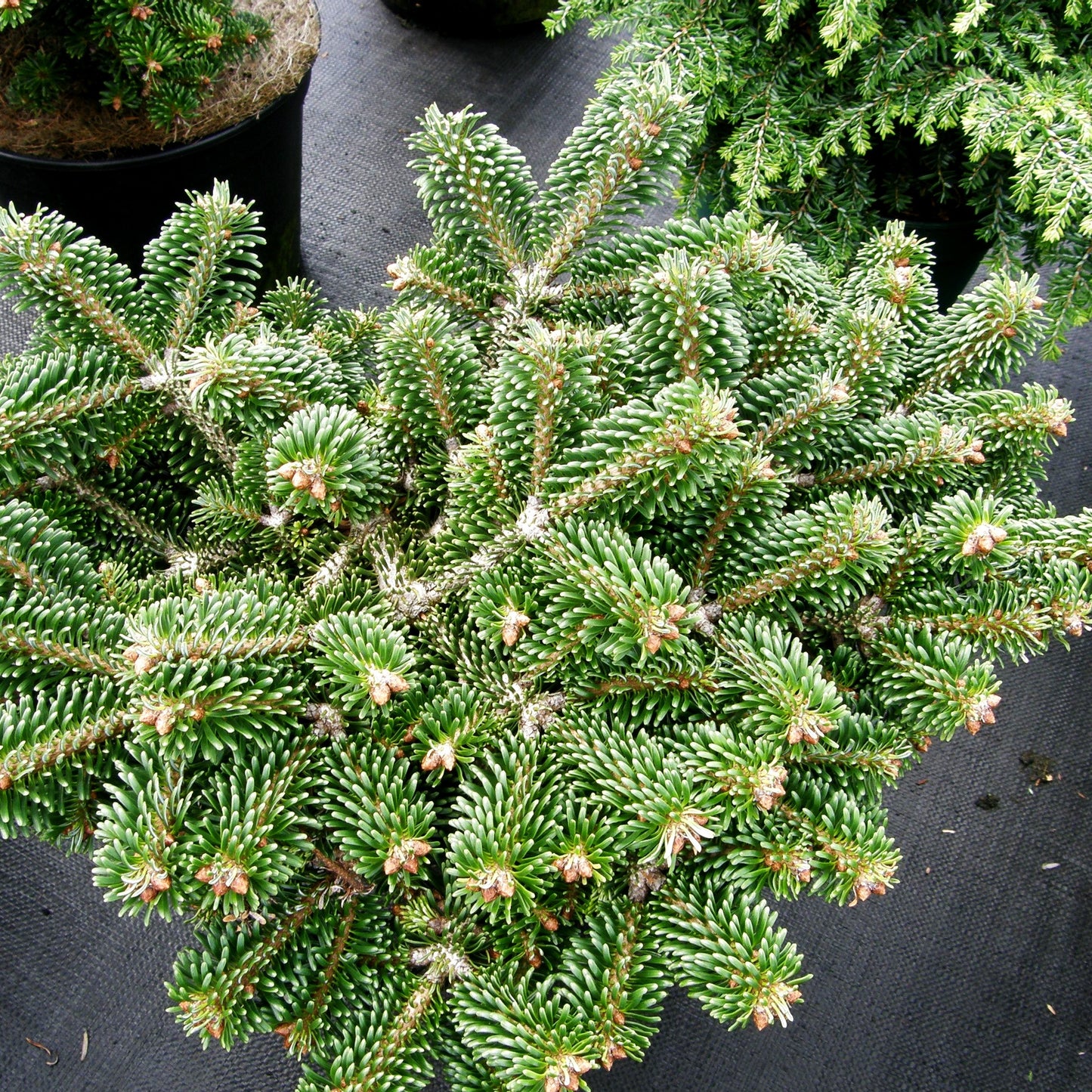 Zwerg-Nordmanns-Tanne 'Münsterland' (Abies nordmanniana)