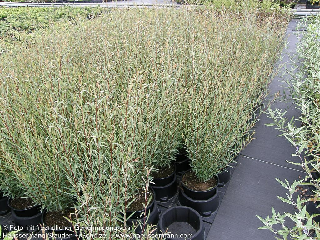 Zwerg-Purpur-Weide 'Nana' (Salix purpurea)
