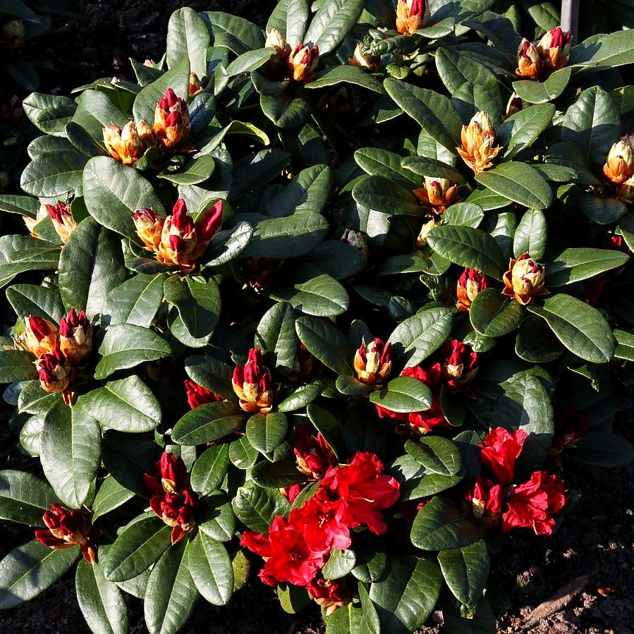Zwerg-Rhododendron 'Rotkäppchen' (Rhododendron repens II)